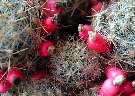 Mammillaria prolifera (1).jpg
